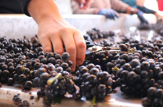 《眾神領地的風味詩篇，勃根地 Domaine Levert-Barault 2019/2020 精選年份》